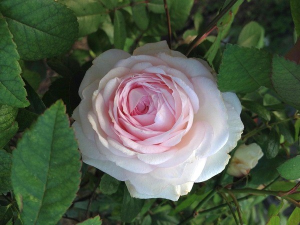 Clotilde Soupert rose