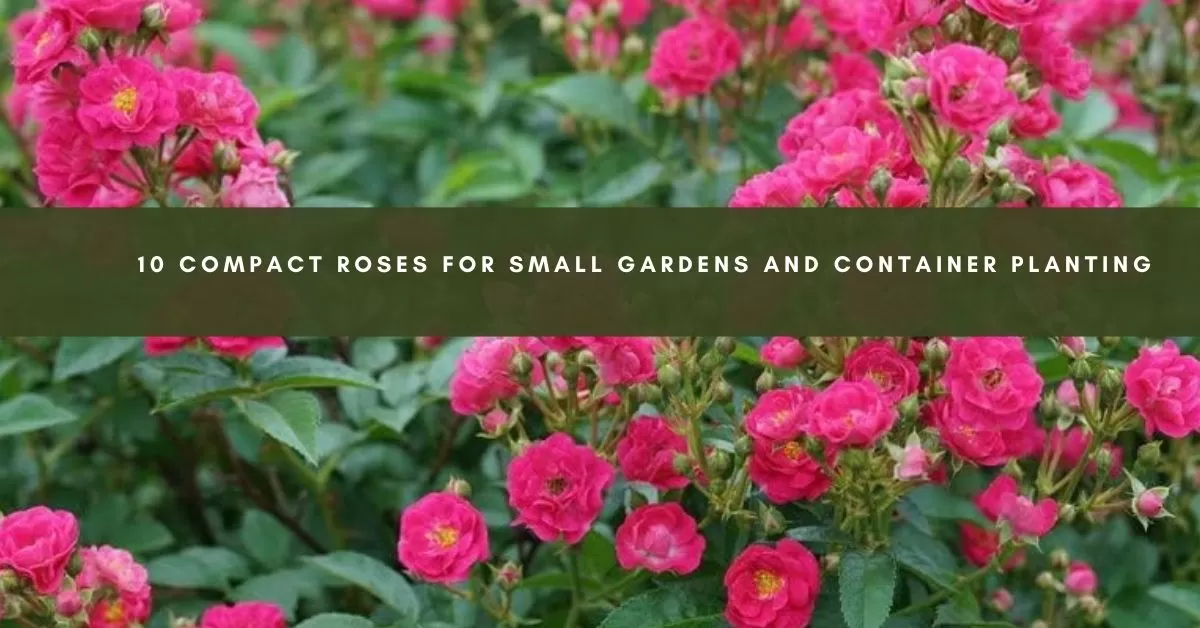 Sprawling Roses 10 Compact Roses for Small Gardens and Container Planting | All about Roses