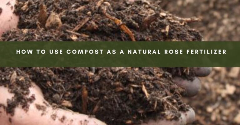 Revitalize Your Roses with Natural Compost | All about Roses