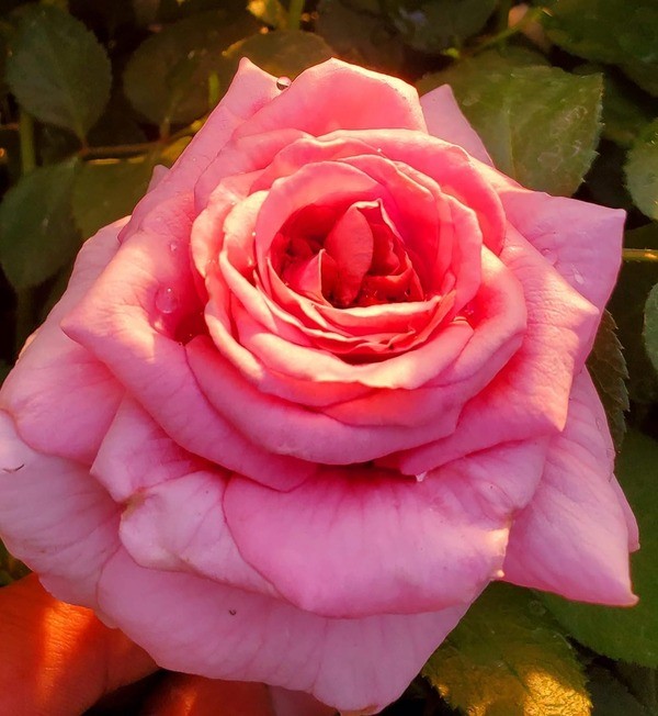 Coral Dawn rose