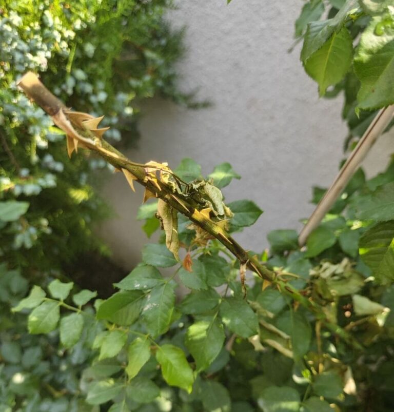 Sawflies in rose garden