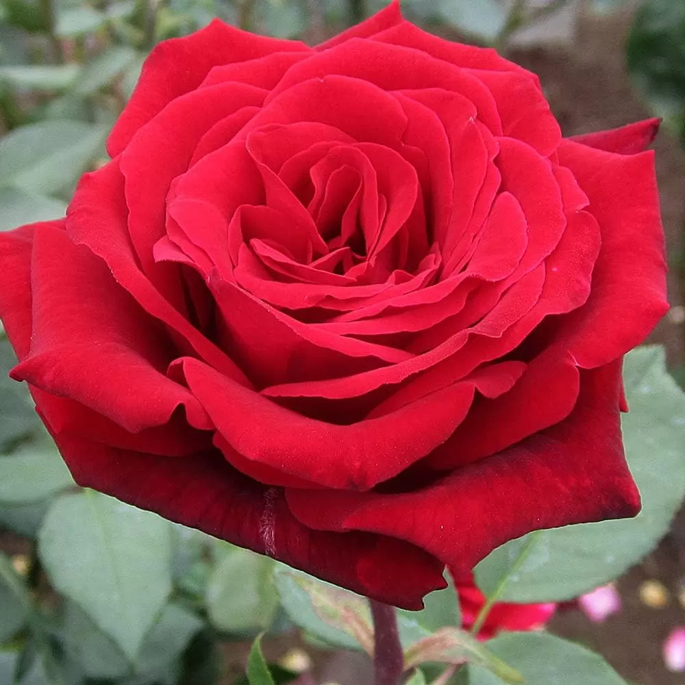 How to grow roses