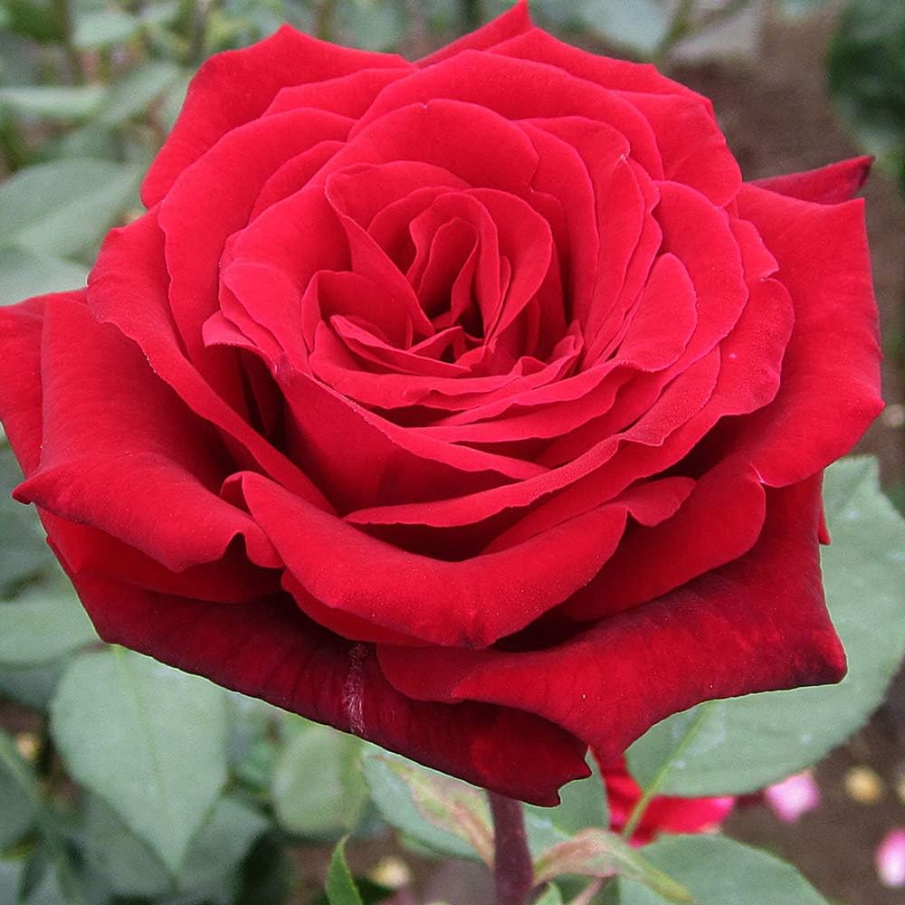 Deep Secret Rose All About Roses