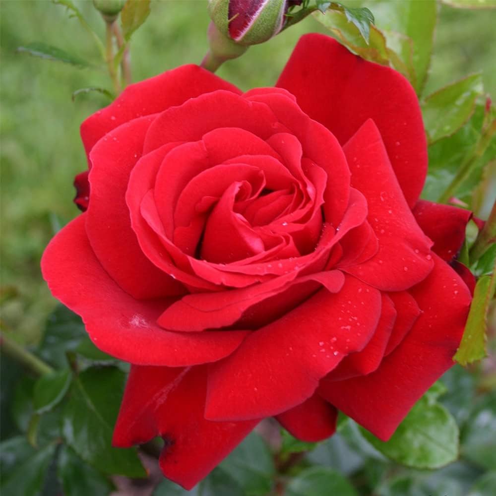 Desmond Tutu rose