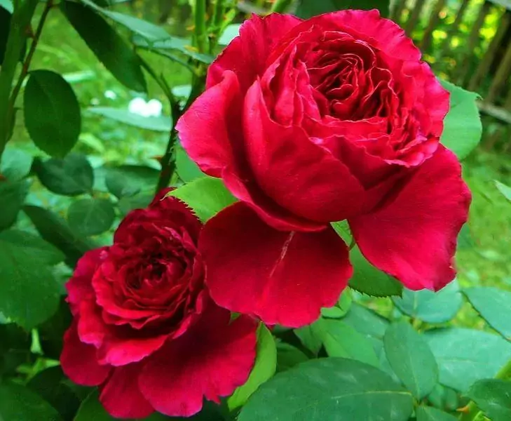 Dino de Laurentiis rose