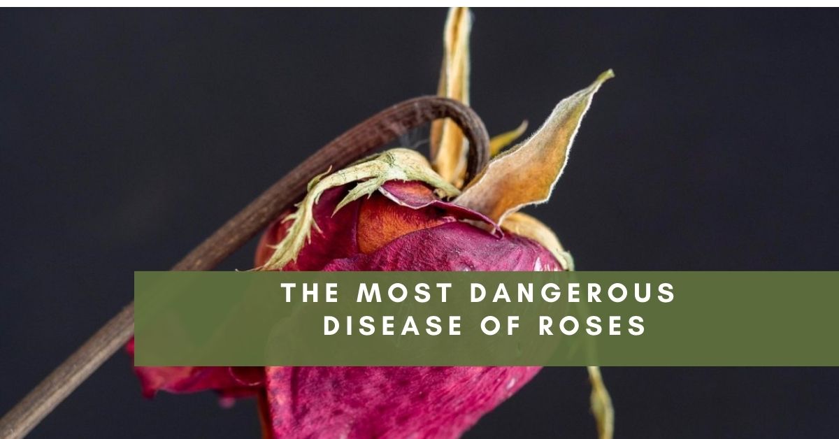 The most dangerous disease of roses