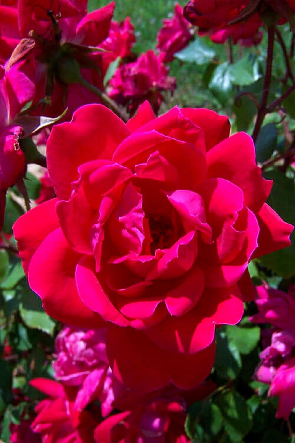 Double Knock Out rose