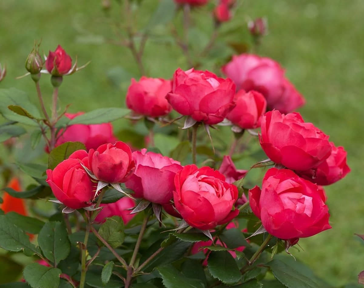 Compact Roses