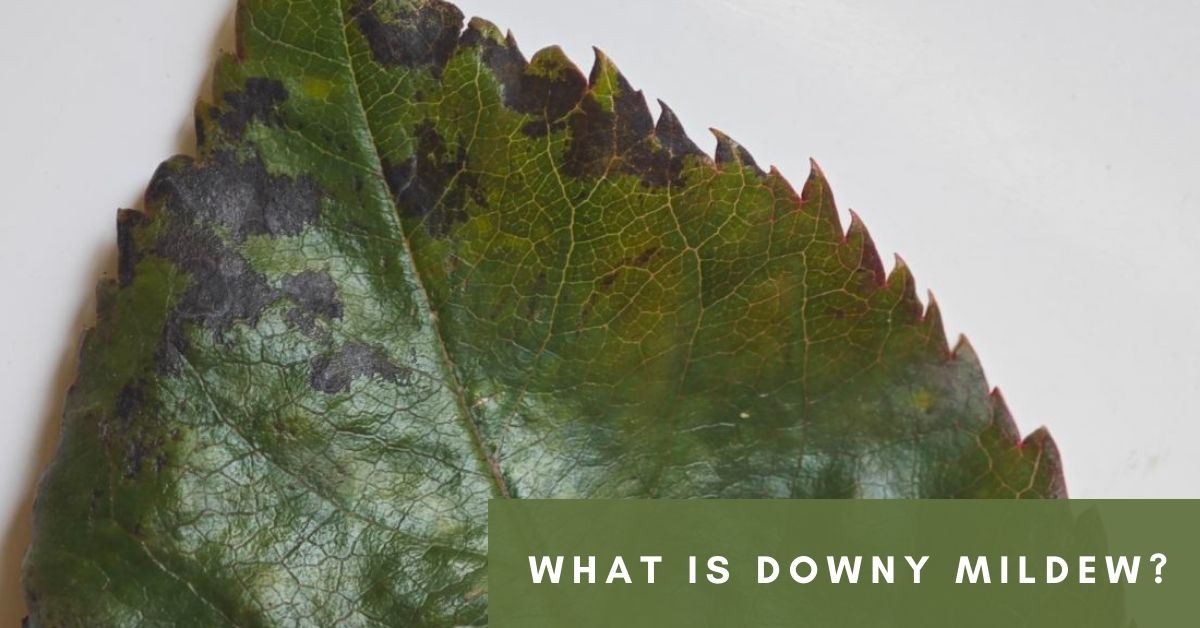 What is Downy Mildew