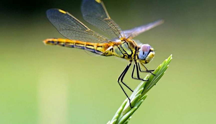 dragonfly in rose garden