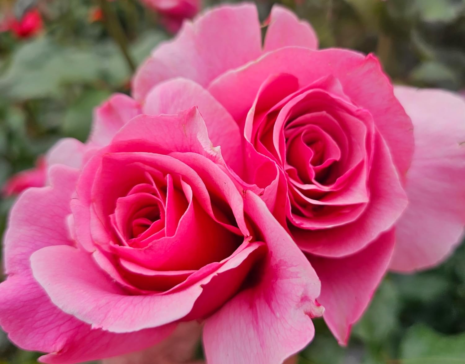 Duet rose