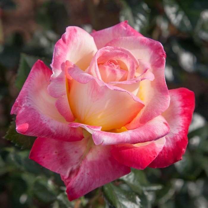 Enchanted Peace rose