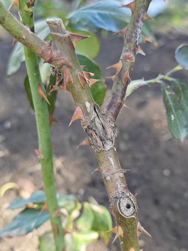 when to prune roses in fall