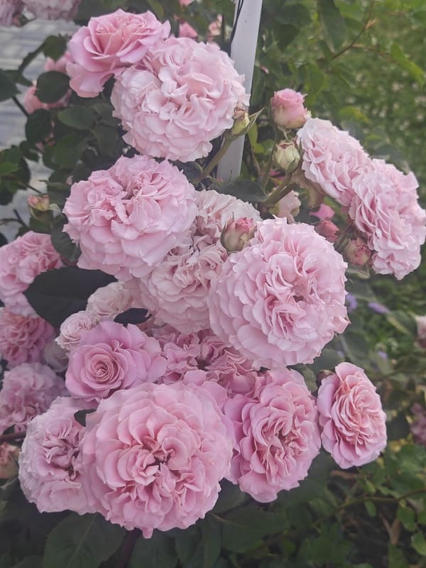 bio-first fall rose prep