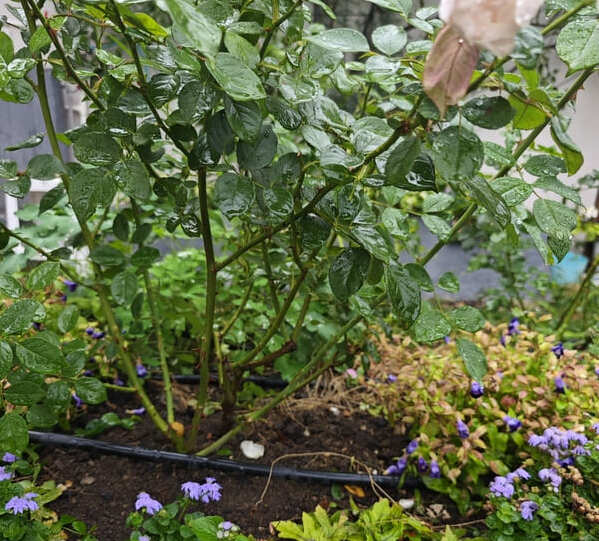 Before and after fall sanitation in rose bed