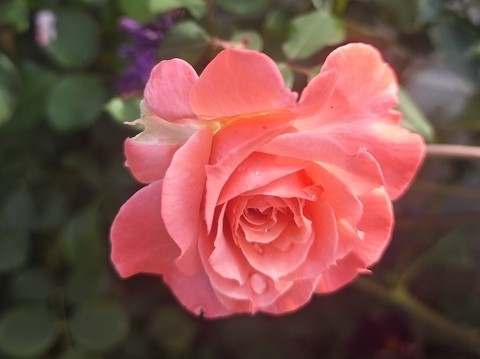 September fall rose care