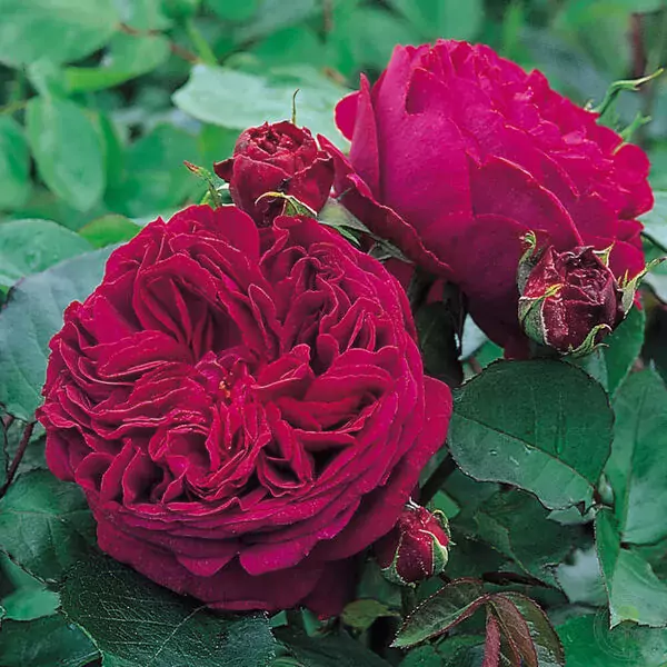 Falstaff rose