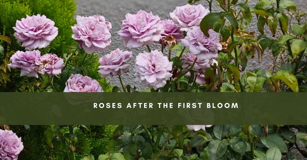 Seasonal pruning tips for healthy rose bushes