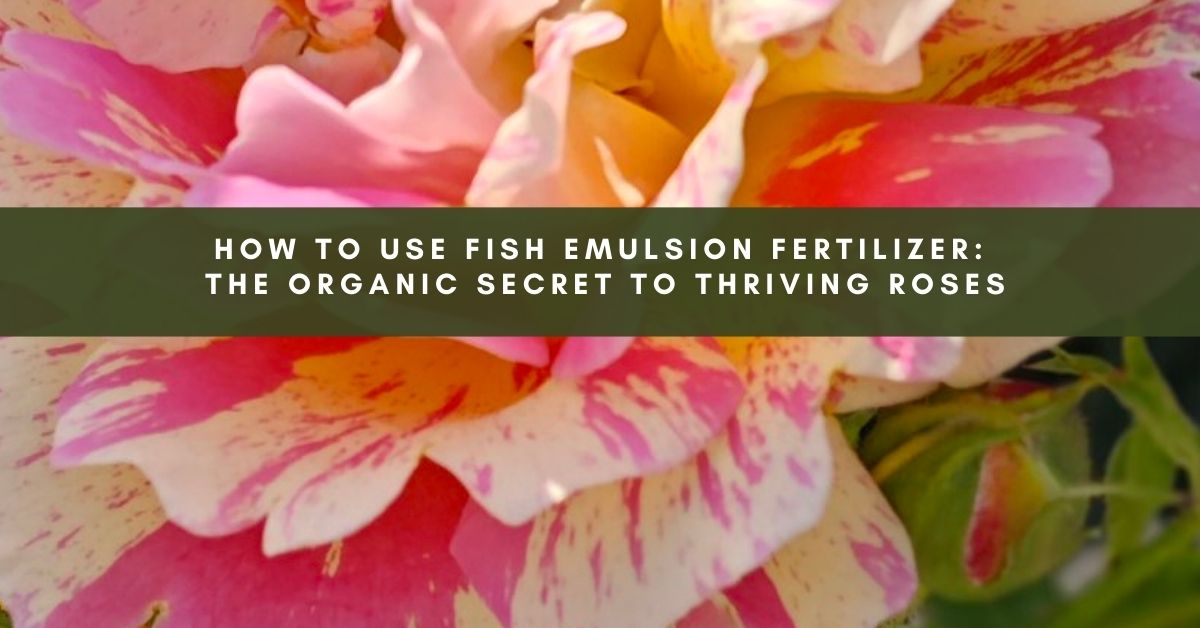 Fish Emulsion Fertilizer for roses