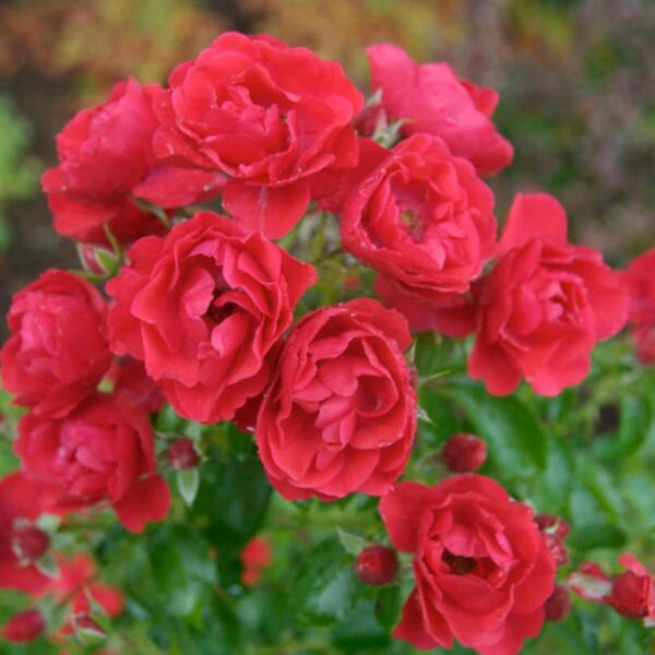 easy to grow roses