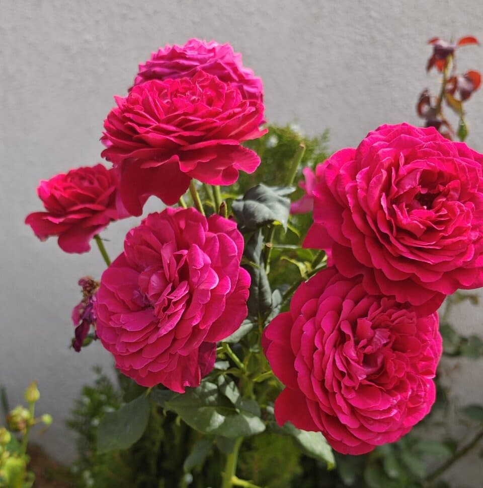 Feeding roses with whey