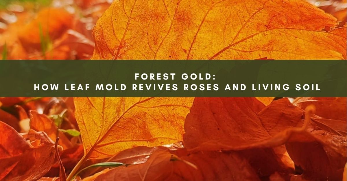 How to Use Forest Leaf Mold for Roses and Organic Garden Soil