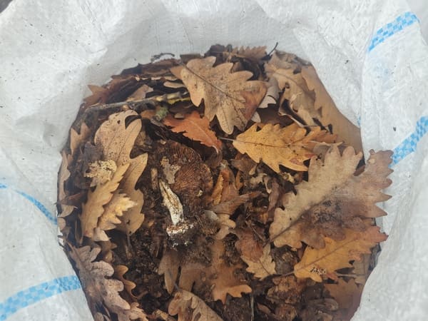 organic rose soil improvement