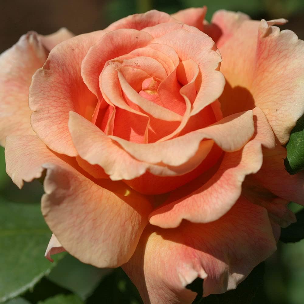 Fragrant Dream rose