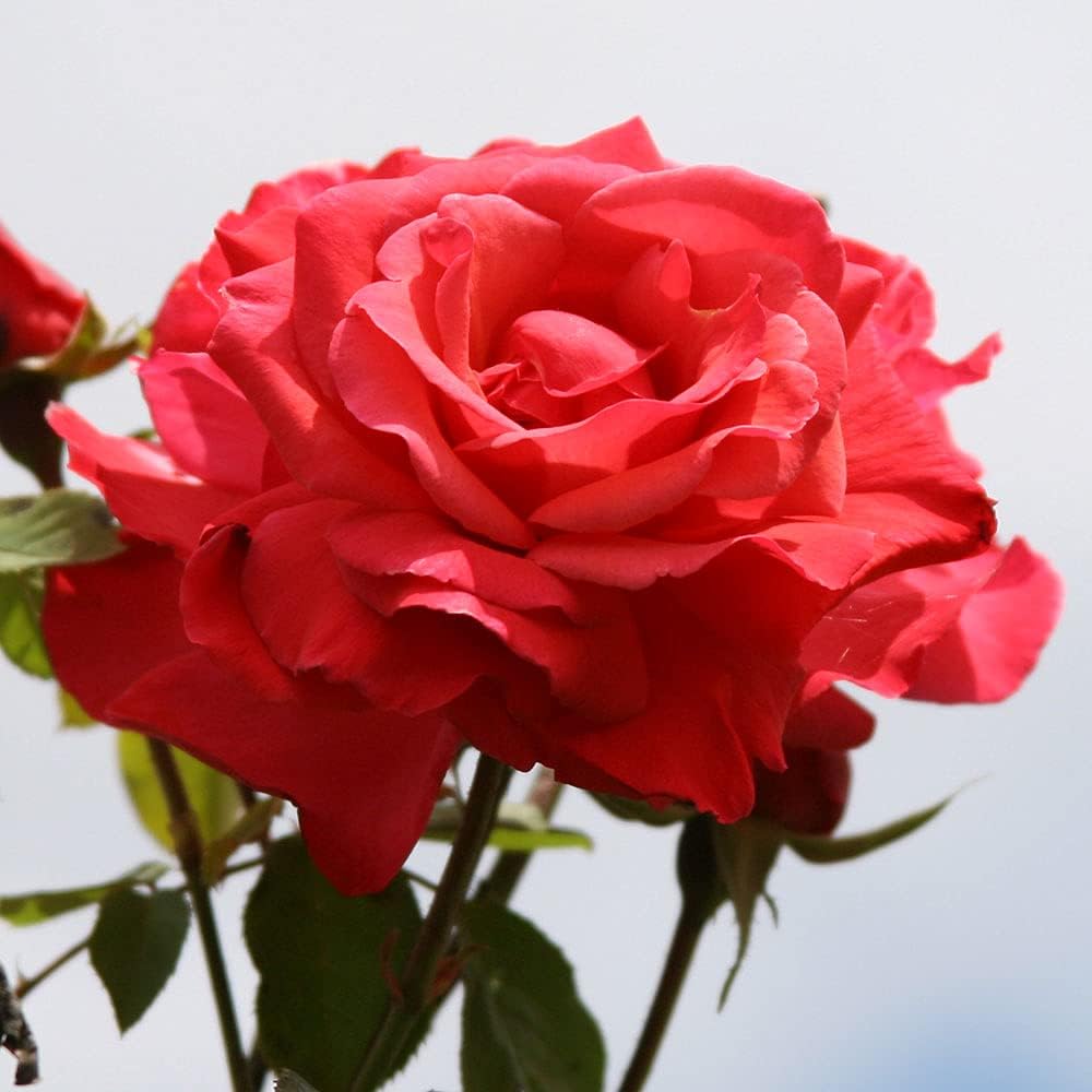 Galway Bay rose