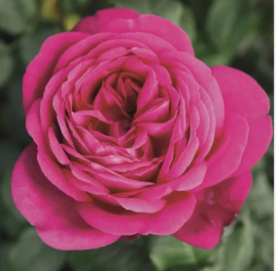 Goethe Rose