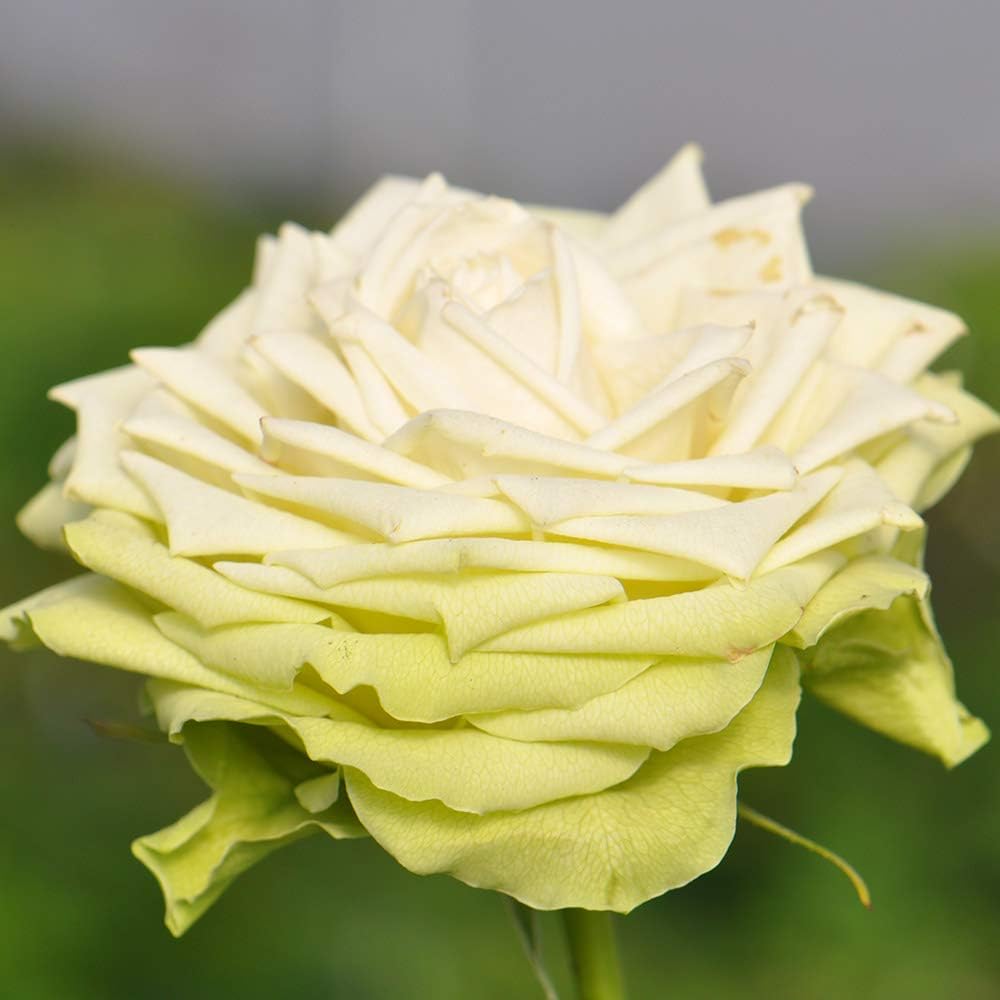 Green Romantica rose