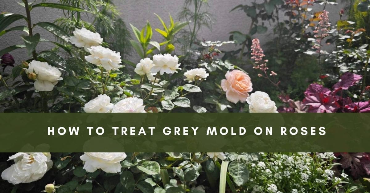 grey mold on roses