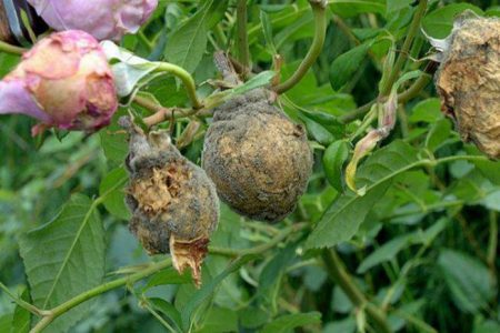 grey mold on roses