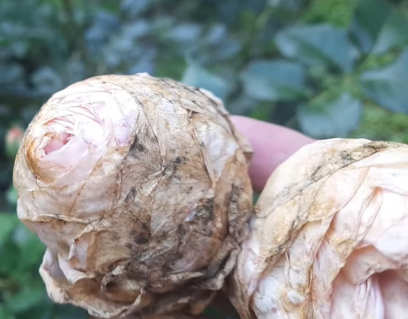 grey mold on roses