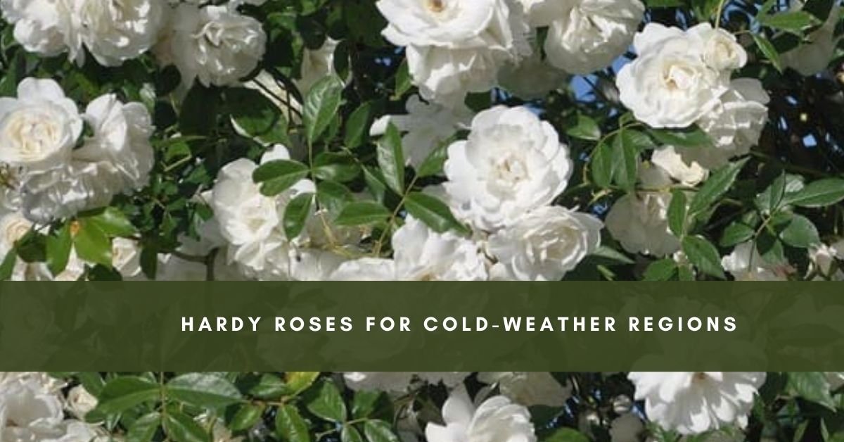 : A vibrant rose garden featuring 10 hardy roses for cold climates with frost-resistant varieties in bloom