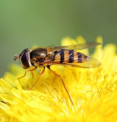 Hoverflies