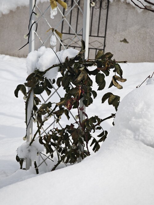how cold can roses tolerate