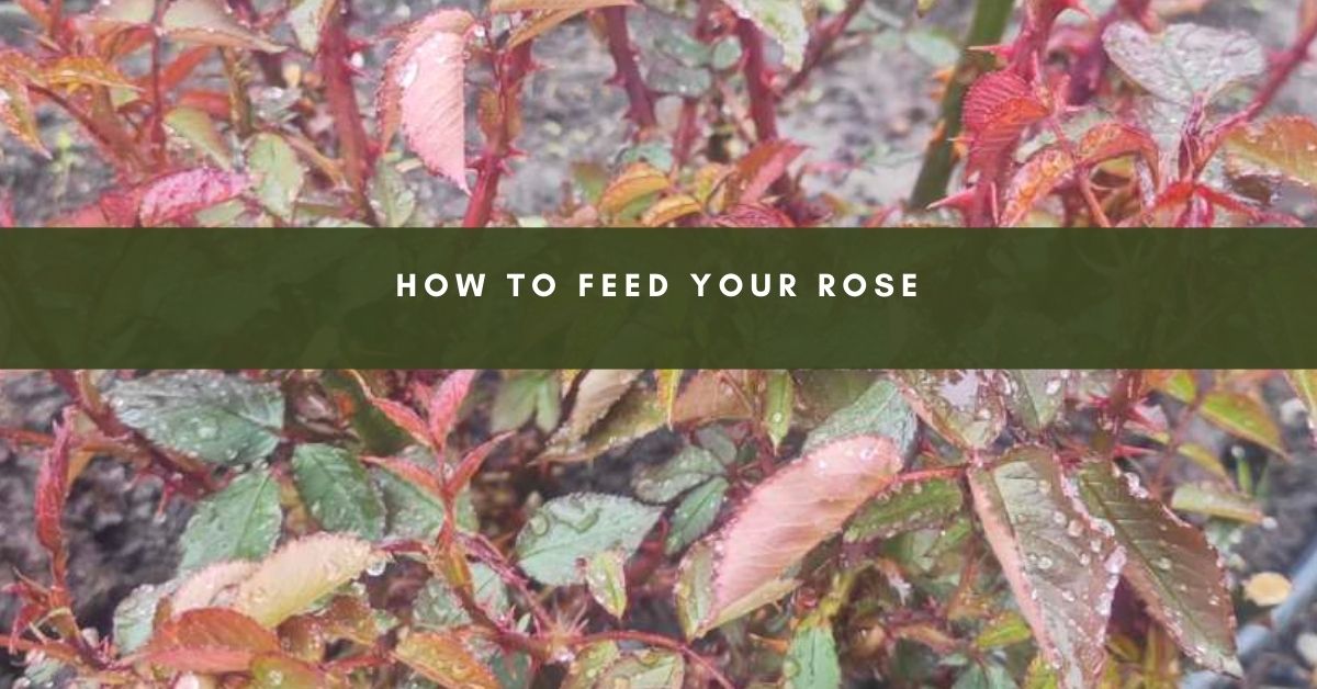 How To Feed Your Rose