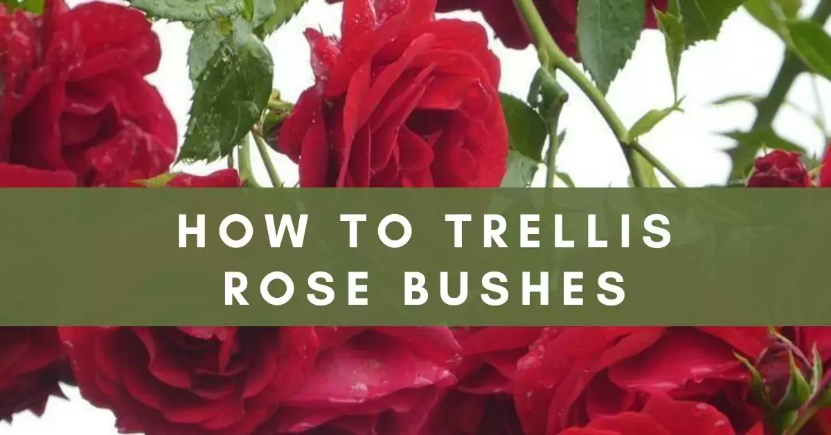 trellis rose bushes