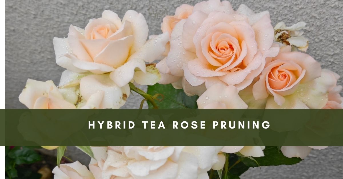 Tips for pruning hybrid tea roses for optimal growth