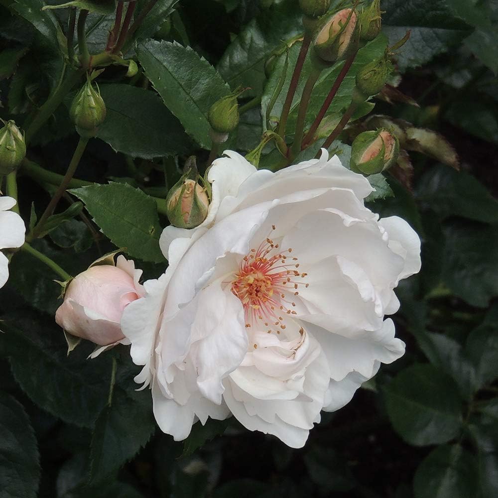 Expert guide to rose gardening

