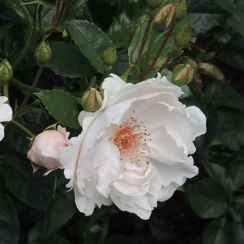 Expert guide to rose gardening