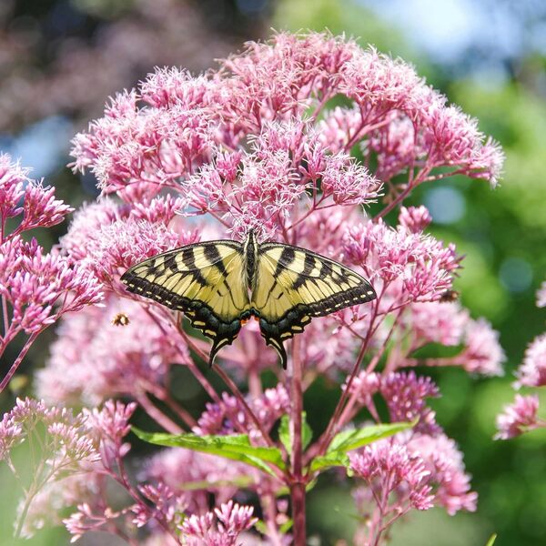 Bushes to Attract Butterflies