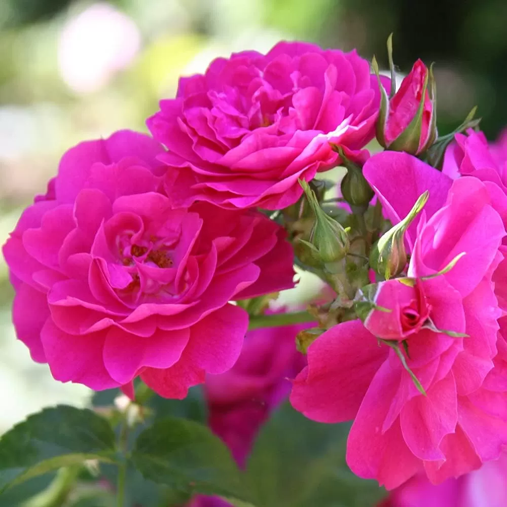 Rose cultivation techniques