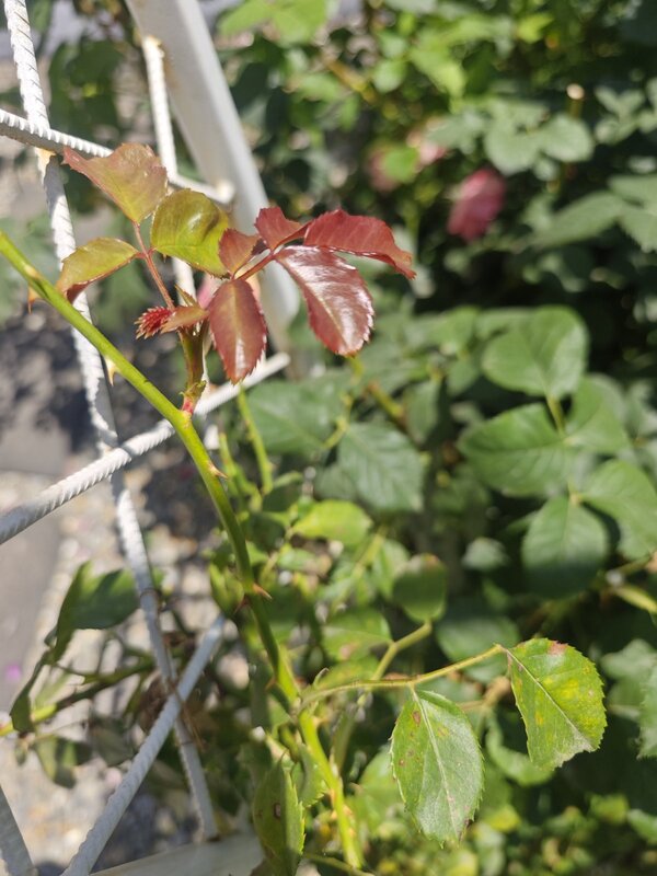 Kordes spot diseases pictures
