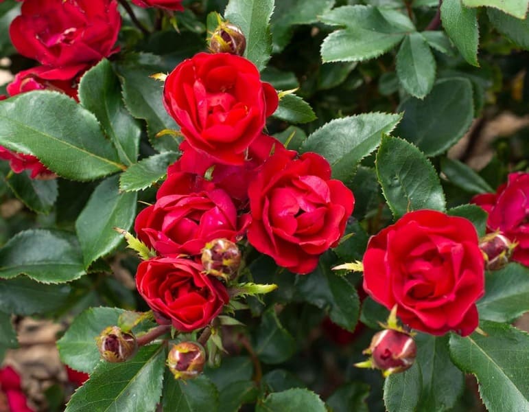 shade tolerant roses variety list