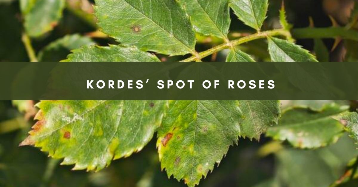 Kordes spot diseases