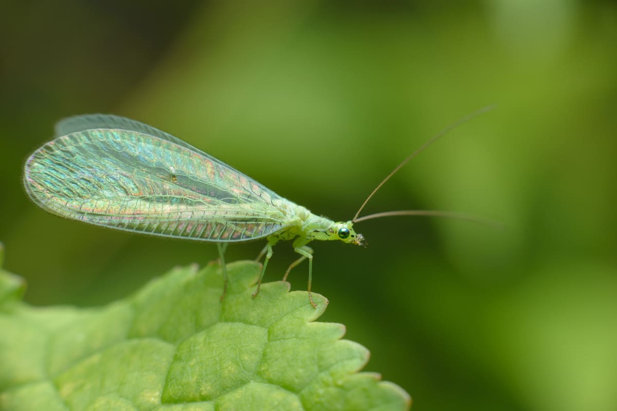 Lacewings in rose garden