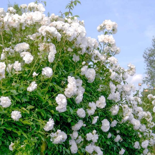 white climbing roses