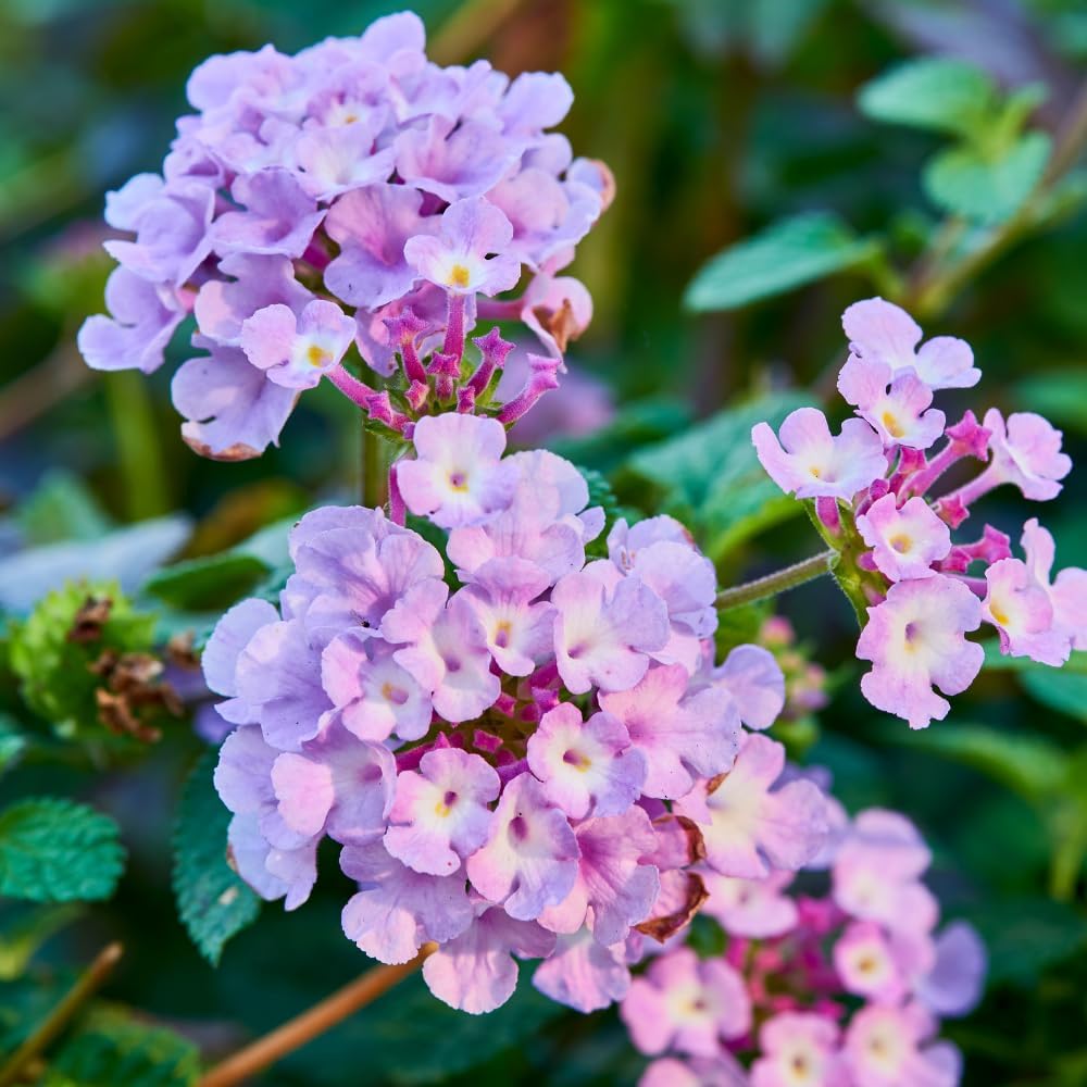 lantana